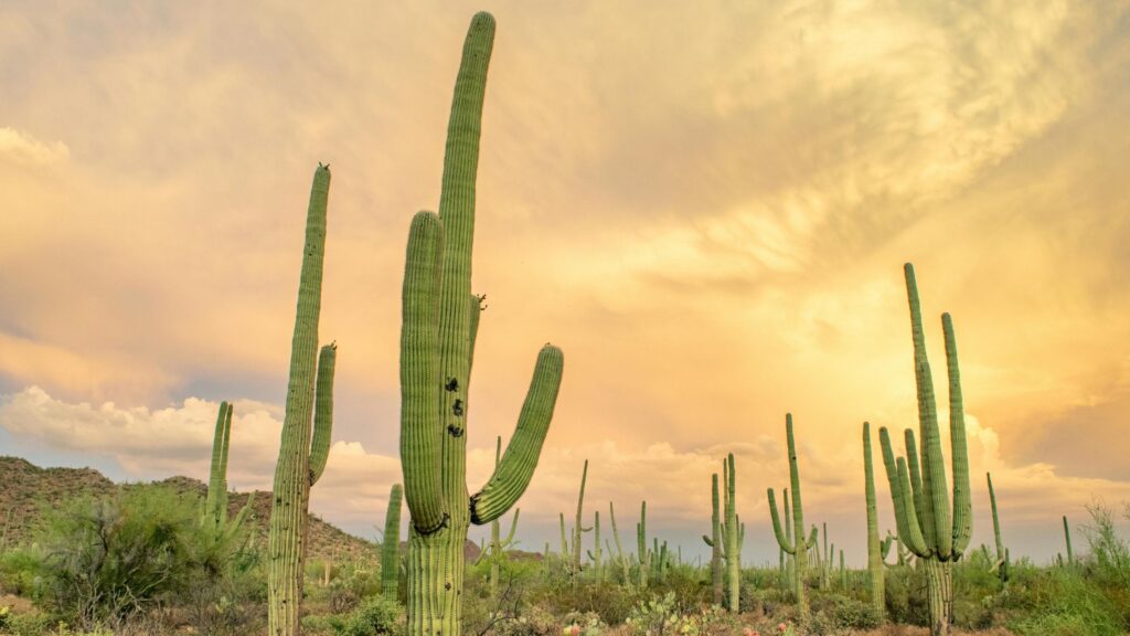 Tequila Mezcal Challenge Sign Up